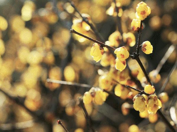 客厅卧室持久留香的香水,家里适合放什么香水