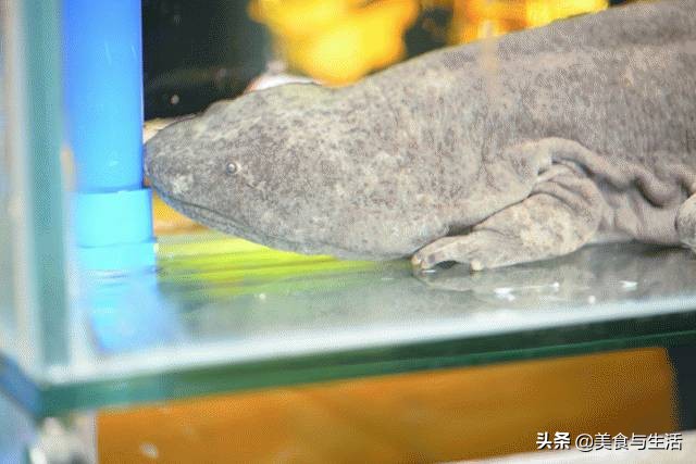 中国十大顶级大型海鲜市场在哪里,全国各大海鲜市场现状