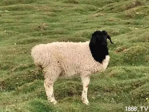 最厉害的10种羊,最好的种羊是什么品种呢