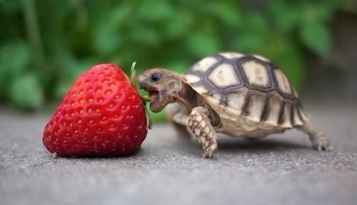 养殖龟分析,养殖陆龟犯不犯法