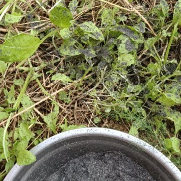 蔬菜害虫用什么杀虫剂最有效,辣椒水喷蔬菜能驱虫吗