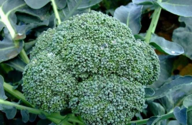 钟南山院士早餐说吃鸡蛋牛奶,钟南山院士的早餐喝什么