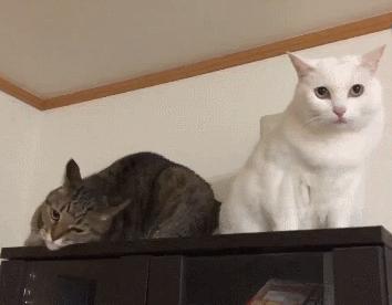 千万别惹俄罗斯猫，真实吓尿了