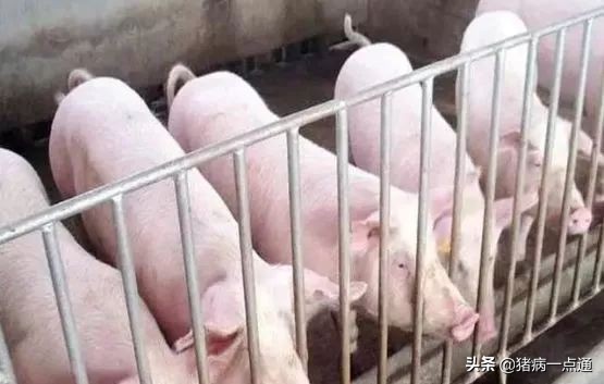 猪分圈避免打架,猪并圈大概几天就不打架了