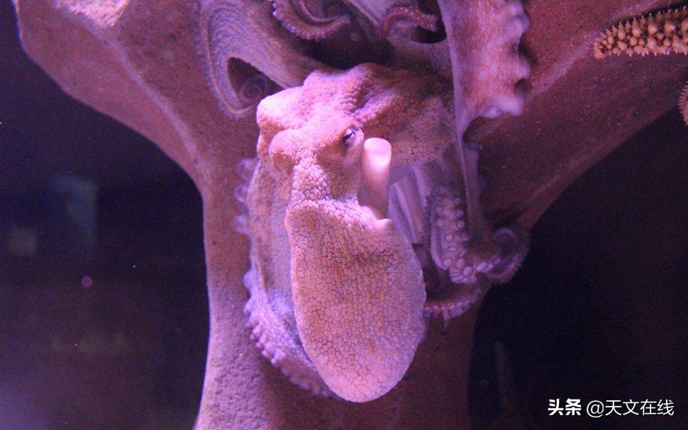 外星人有什么新情况 (外星人真的有这4种可能性吗)