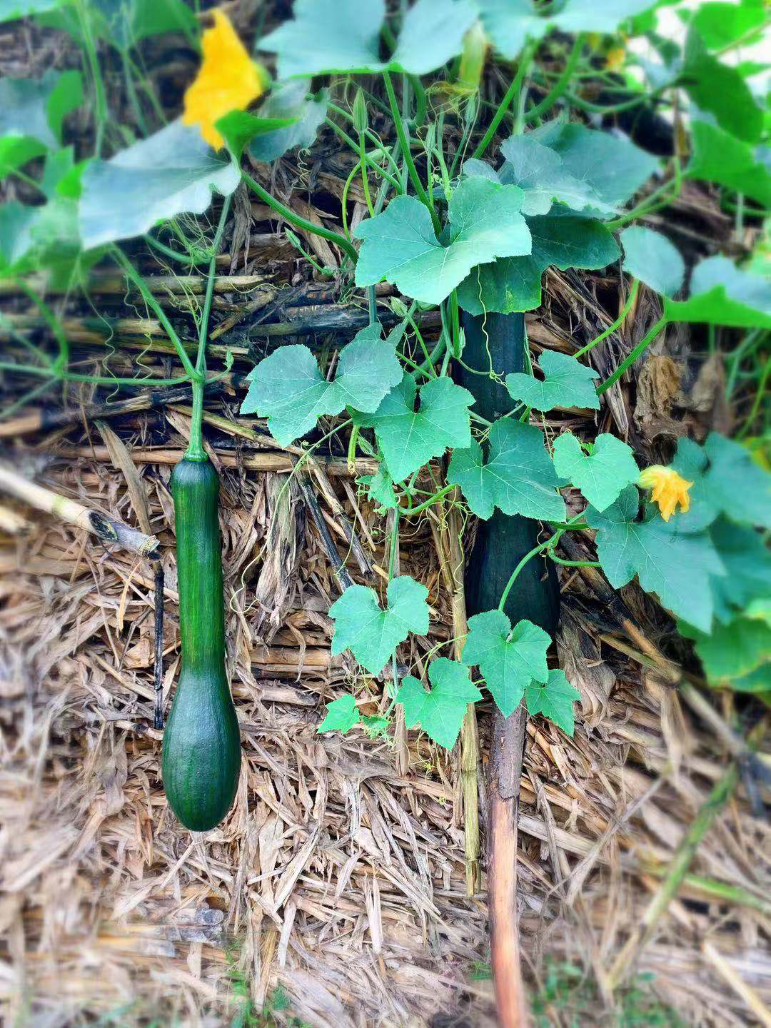 农村7岁小孩在做什么,7岁男孩回家玩什么