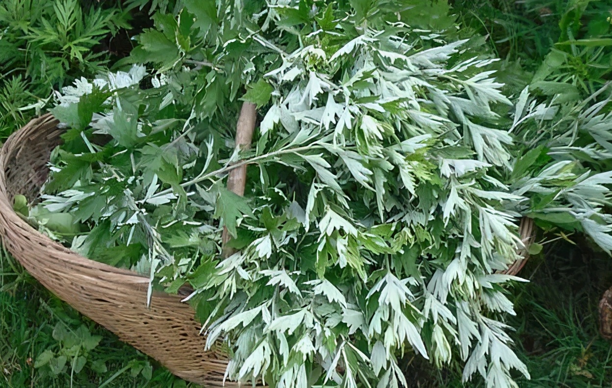 养殖青蛙有哪些模式,养殖青蛙防治病害