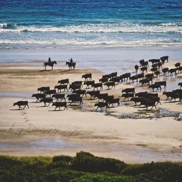 藏不住了！牛肉中的“爱马仕”—澳洲和牛，了解一下？