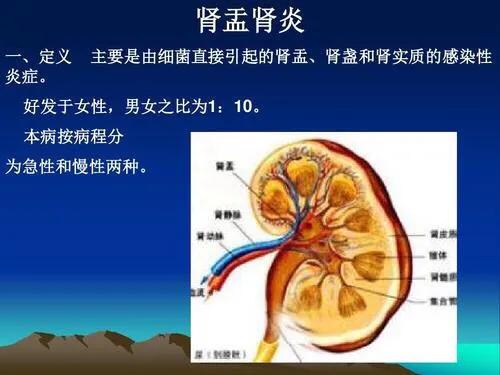 女人突然尿频尿痛尿血,突然尿血尿频尿疼是怎么回事