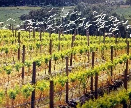 澳洲的酒和法国的酒区别,法国酒优势