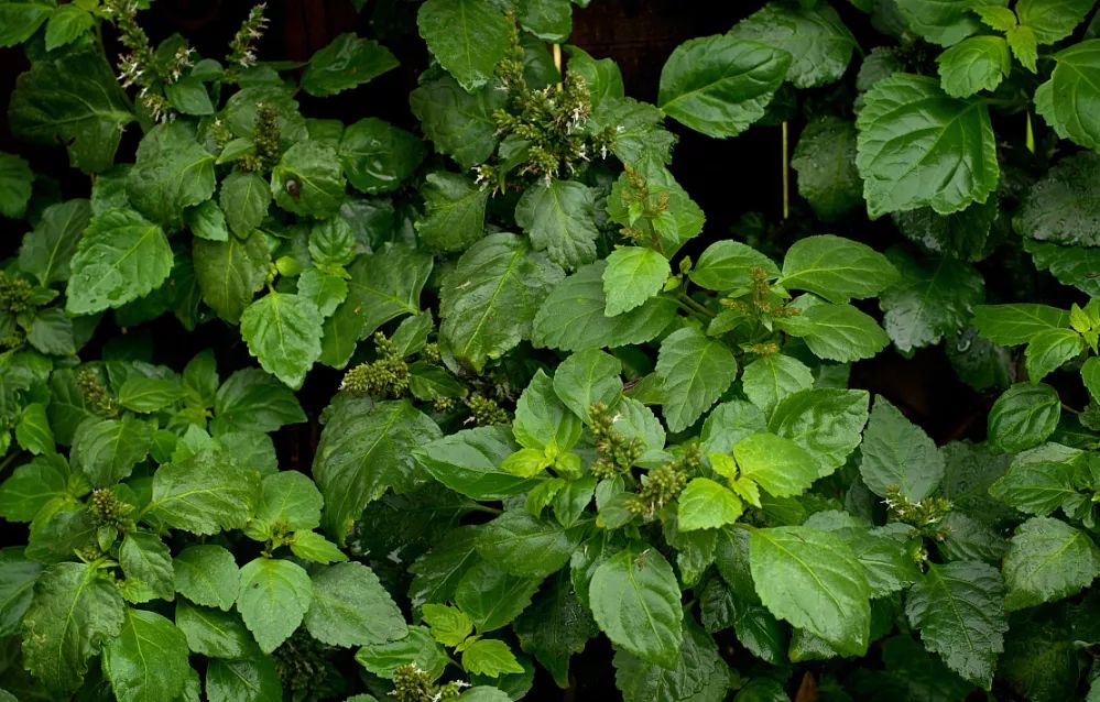 消除“炎症”的十大精油｜看看你缺少哪一款