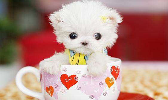 茶杯犬真的不会长大?买一只多少钱?