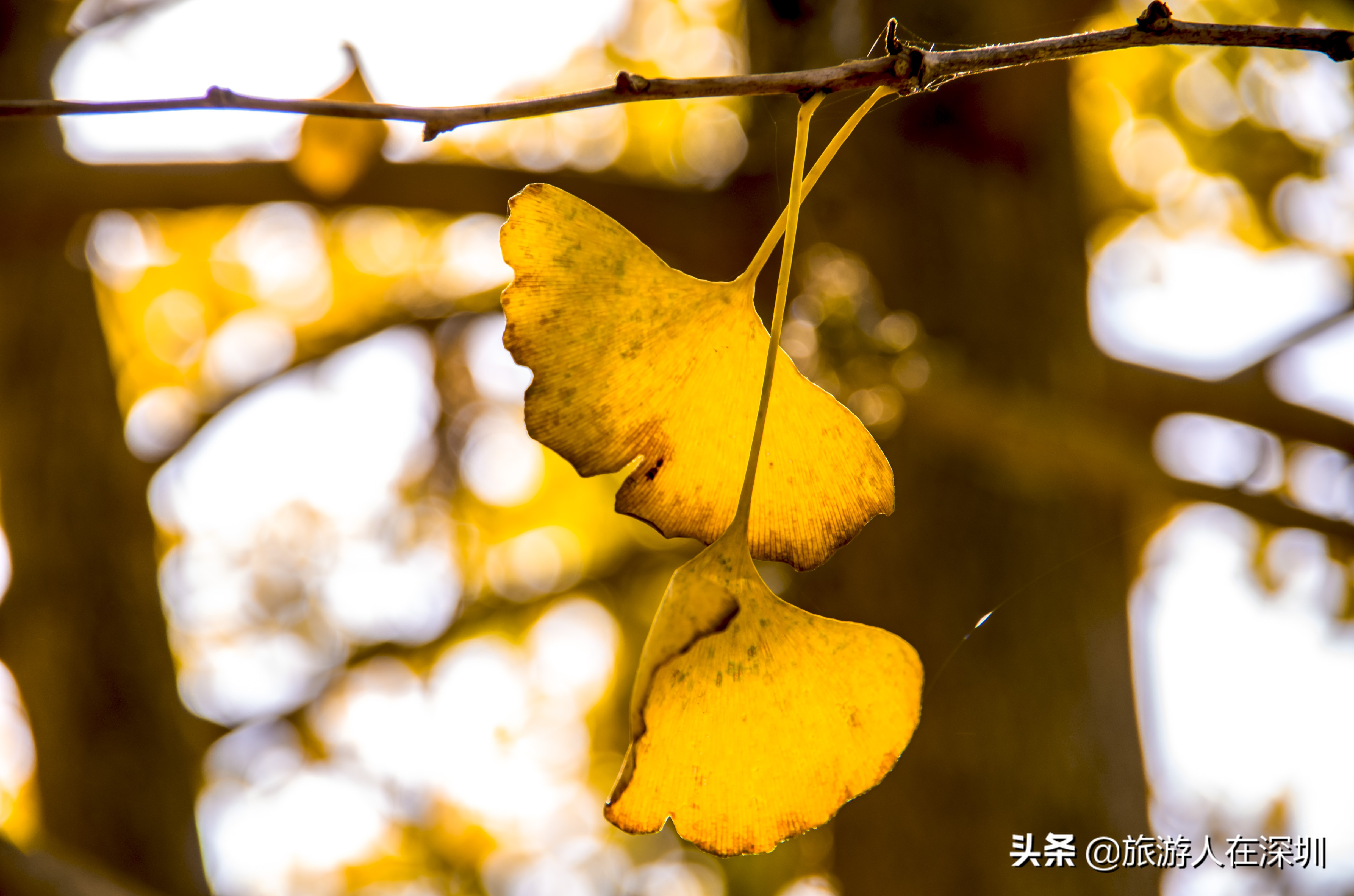 南雄看银杏一日游,去南雄看银杏叶哪里好看点
