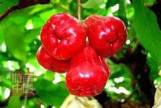 世界稀奇水果品种大全,世界热带奇特水果品种介绍