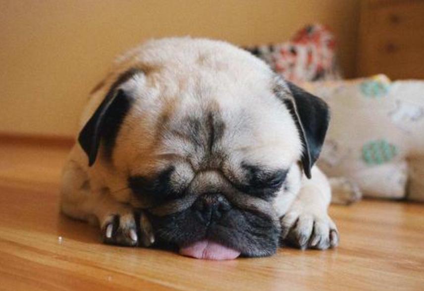 如何从狗狗便便看爱宠是否健康,看狗狗大便知道什么病