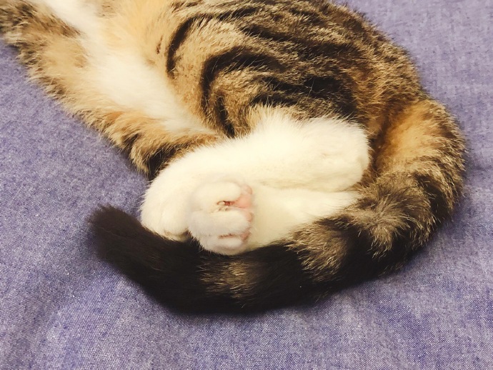 田园猫常见的8个品种,田园猫最厉害的是什么猫