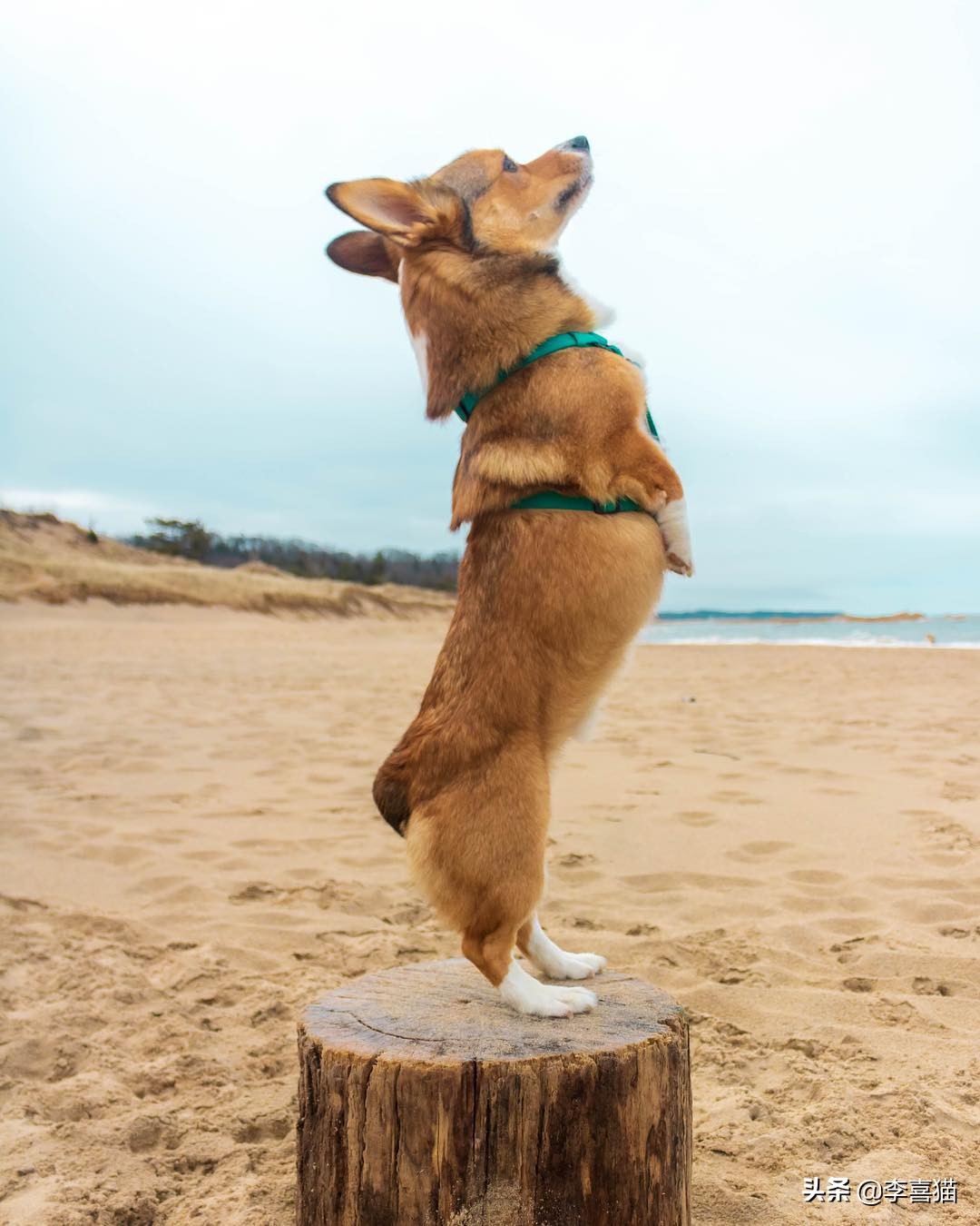 狗狗直立行走对它有什么危害吗,狗狗学站立对狗狗将来有多大危害