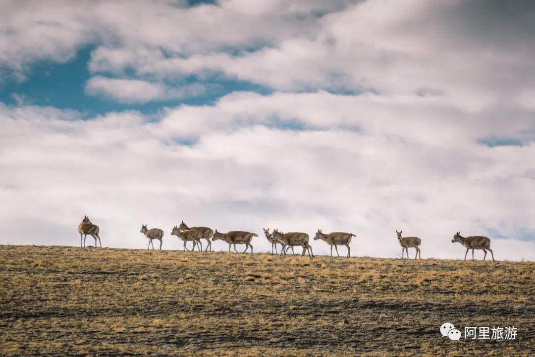 羌塘深处,隐藏在深山里的桃花源