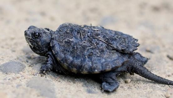 龟类的进化过程图片,龟鳖目动物外形特征