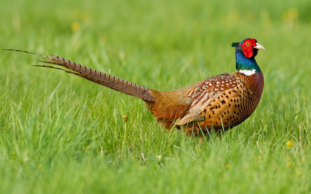 养殖山鸡应该注意什么,野鸡为什么不能飞