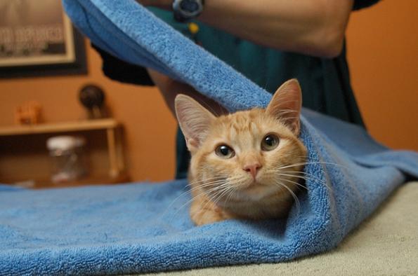 冬天长毛猫咪粘毛严重咋办,天气潮湿养猫的铲屎官真的要注意