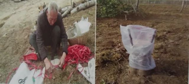 老苹果树嫁接改造视频,苹果树老树最新改造方案