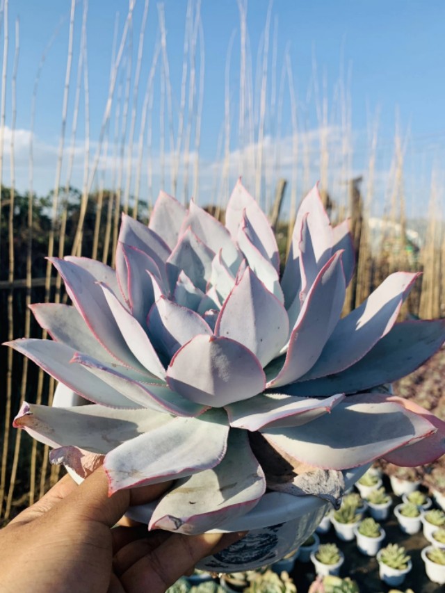 多肉广寒宫阳台,多肉广寒宫的养护知识