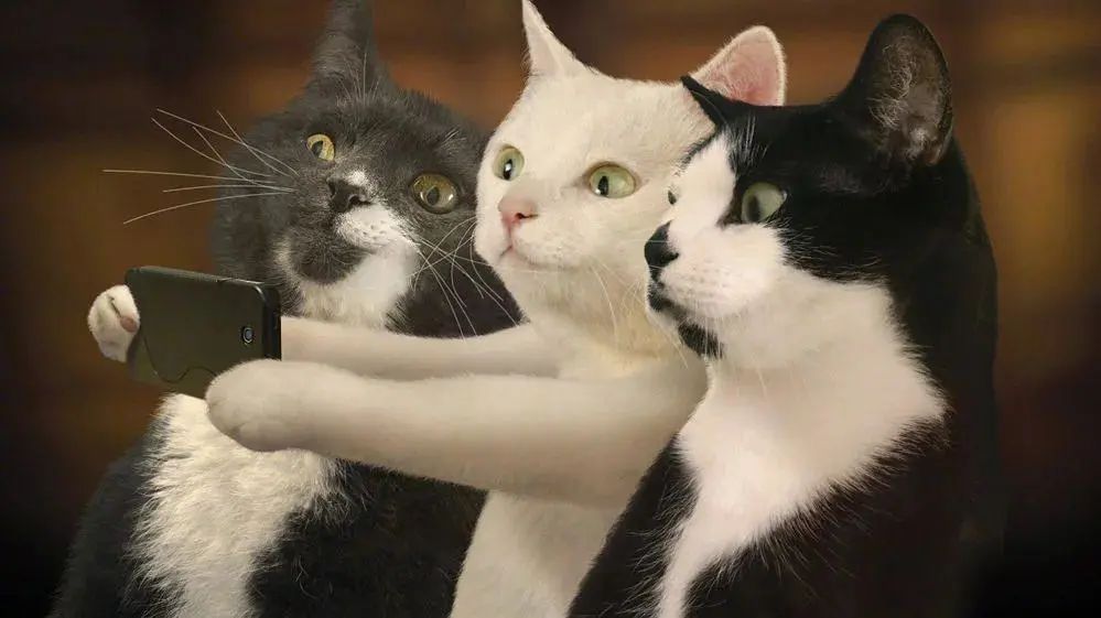 怀孕的母猫得猫瘟没流产,怀孕一个月的猫感染猫瘟会流产吗