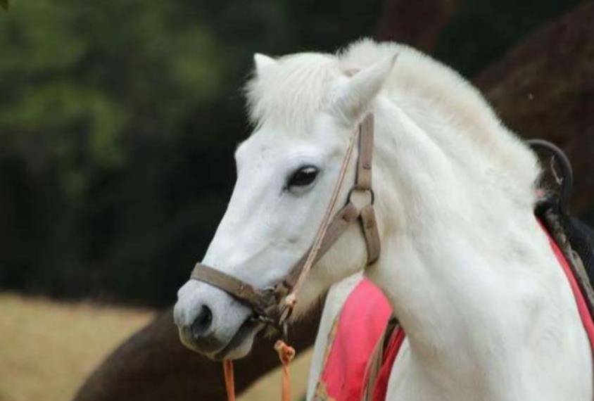 西游记里的白龙马最后惨死马棚,拍摄完西游记的白龙马有多惨