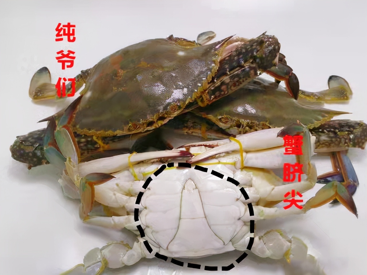 怎么挑选螃蟹肥不肥,怎样挑选螃蟹的肥度