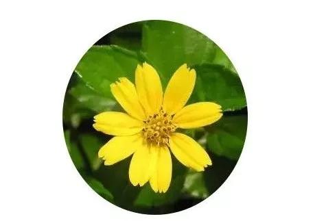 地被植物怎样养护,地被植物怎么种