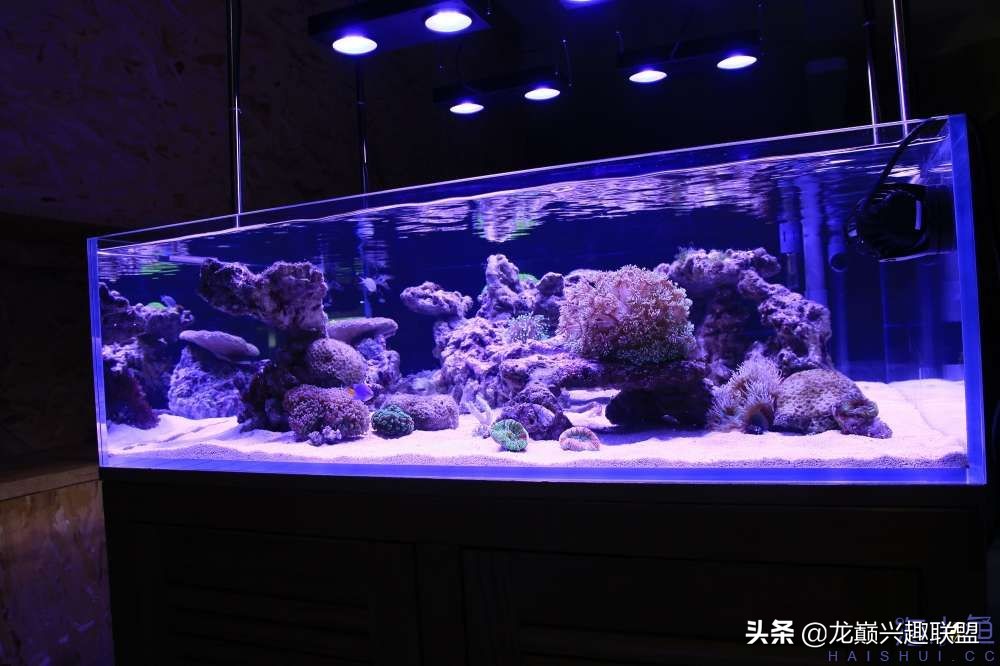 从零开始玩海缸的方法,从零开始玩海缸全过程