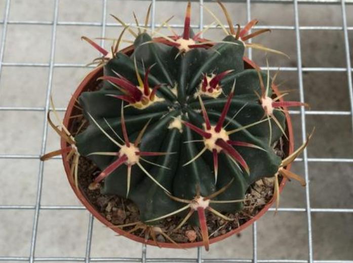 8种仙人球,养成“巨无霸”才冒花苞,小球不用想,先养大再说