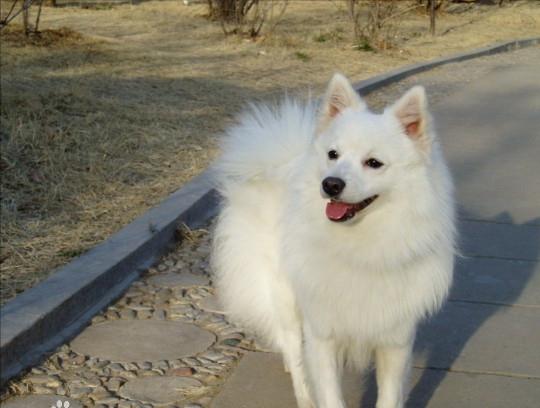 土狗忠诚度最高的犬种排行榜,聪明狗狗排行榜前十名小型犬