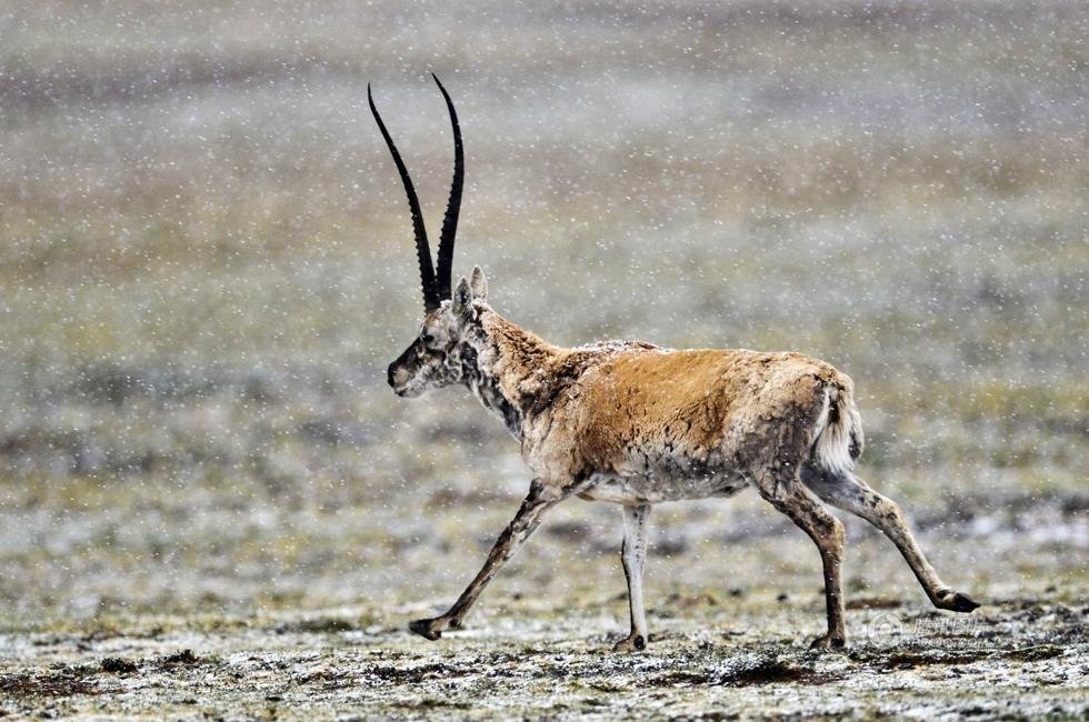 雌性伟大,雄性薄情,藏羚羊的交配和繁殖,奇怪的知识又增加了