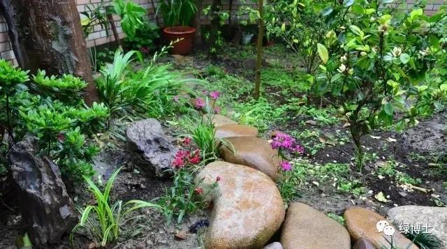 植物不开花黄叶掉叶烂根,植物黄叶烂根急救