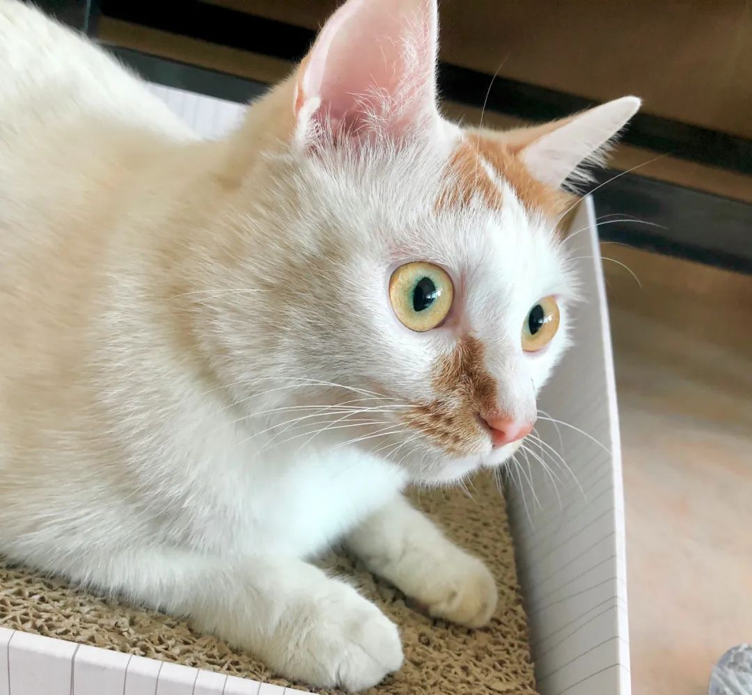 猫狗怎么养会胖,猫狗体型差