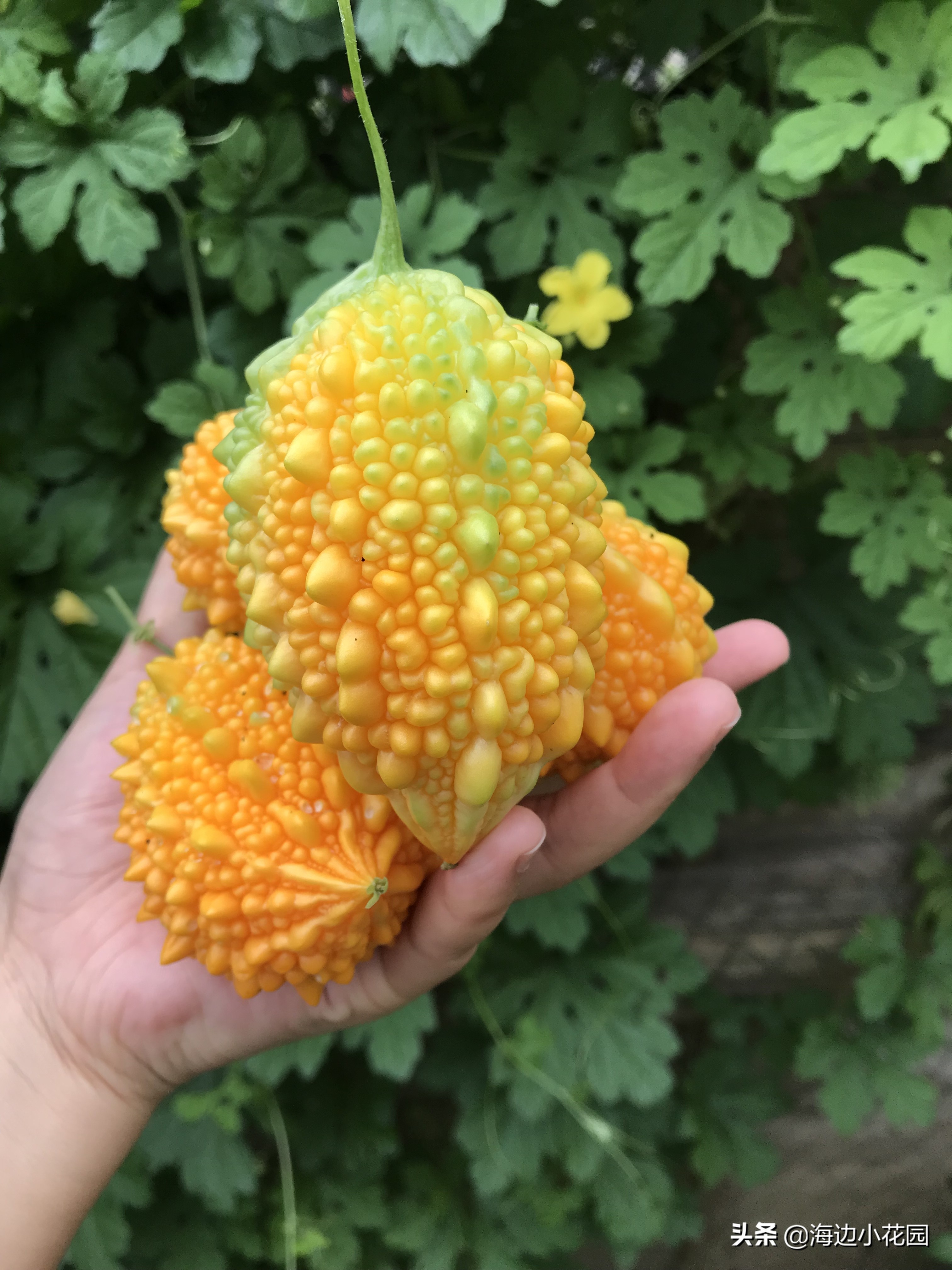 夏天的味道—金铃子（赖葡萄），充满幸福的幸运黄色苦瓜