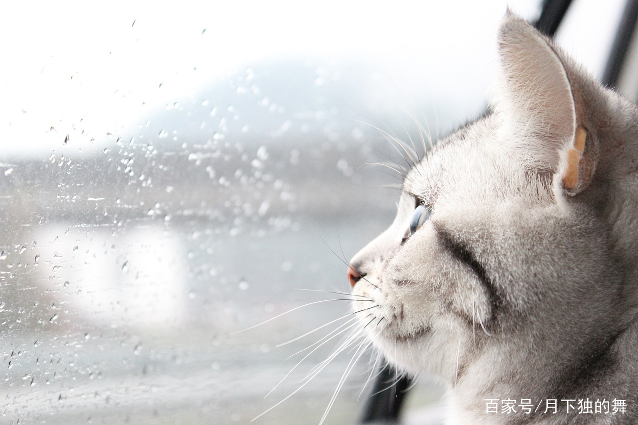 猫咪怕生怎么养熟,成年猫咪出门胆子小怎么纠正