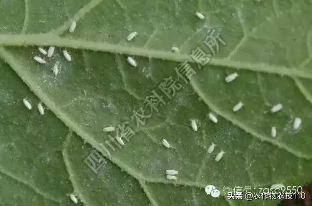 番茄界的“杀手”TY病毒和褪绿病毒，怎么对付？