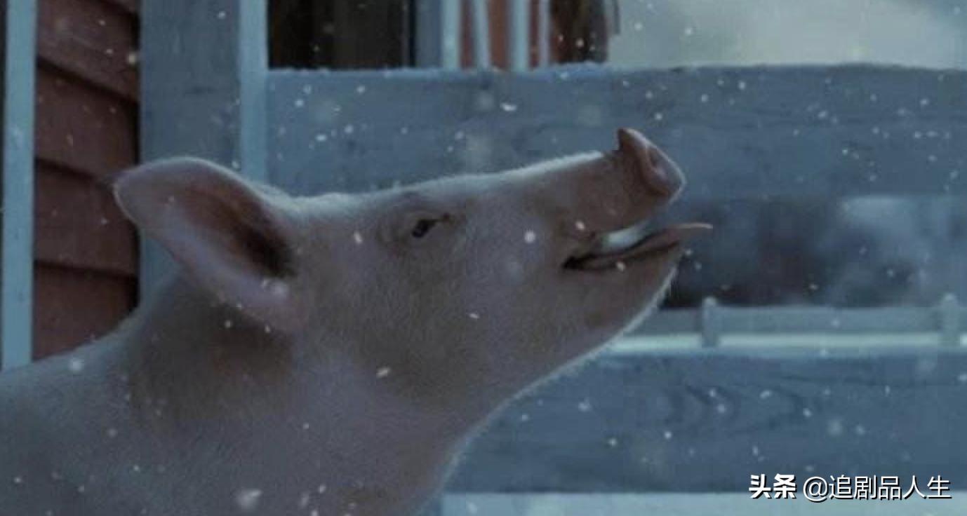 蜘蛛夏洛特和小猪的故事,夏洛特的网小猪与蜘蛛的隔空友谊