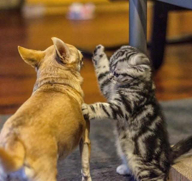 天天跟铲屎官打架的猫,猫和狗天天吵能和好吗