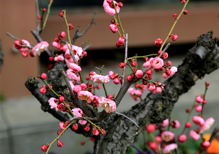 南京古林梅岭，二梅报春；盆景园梅花，婀娜多姿