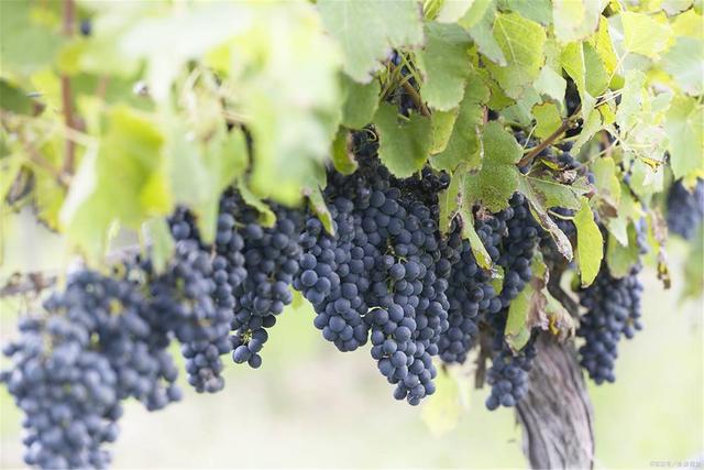 拉菲玫瑰红酒,拉菲传奇波尔多赤霞珠干红葡萄酒