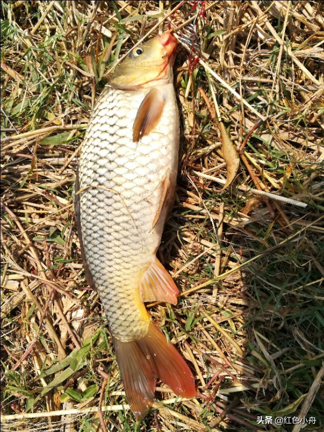 鲤鱼草鱼罗非鱼饵料配方,鲤鱼罗非鱼通杀饵料搭配