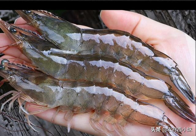 养青虾技术学习方法,青虾吃什么东西提高生长速度