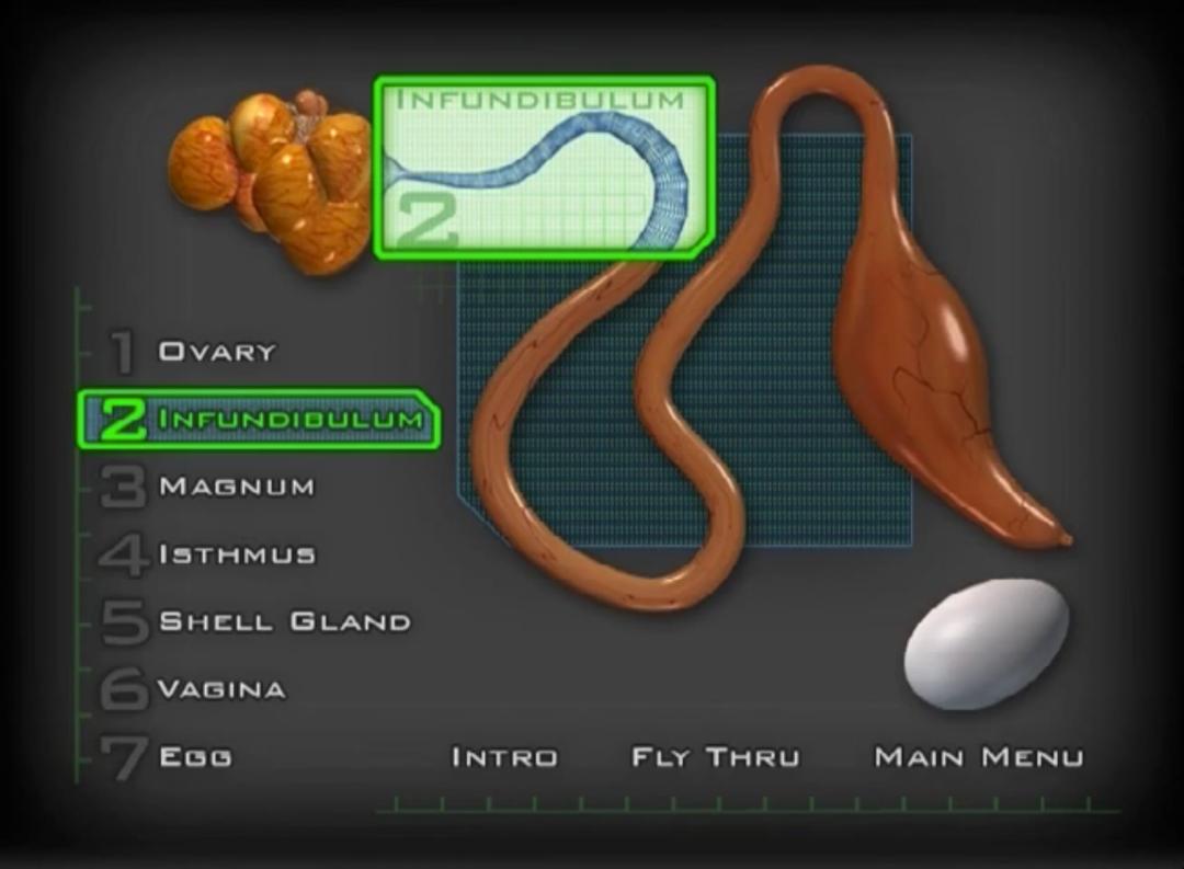 超生动|家禽生殖系统结构和禽蛋形成过程