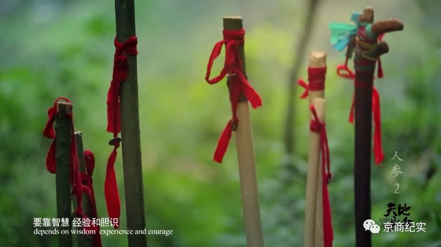 长白山挖人参真的会跑吗,长白山挖参人视频