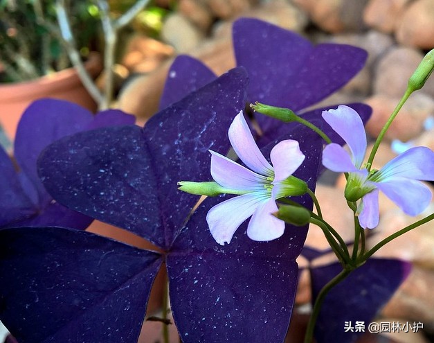 真正的蝶恋花图片,蝶恋花长什么样子