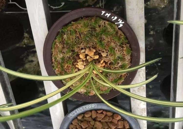 随州蕙兰的好兰花特点图片,随州兰花紫秀寒兰